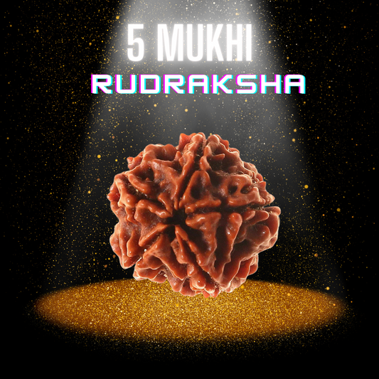 5 Mukhi Rudraksha - Certified Pure Siddha Bead