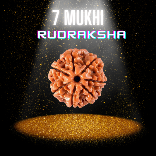 7 Mukhi Rudraksha Original Certified Natural