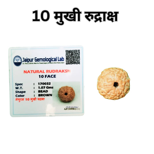 10 Mukhi Lab Certified Rudraksha