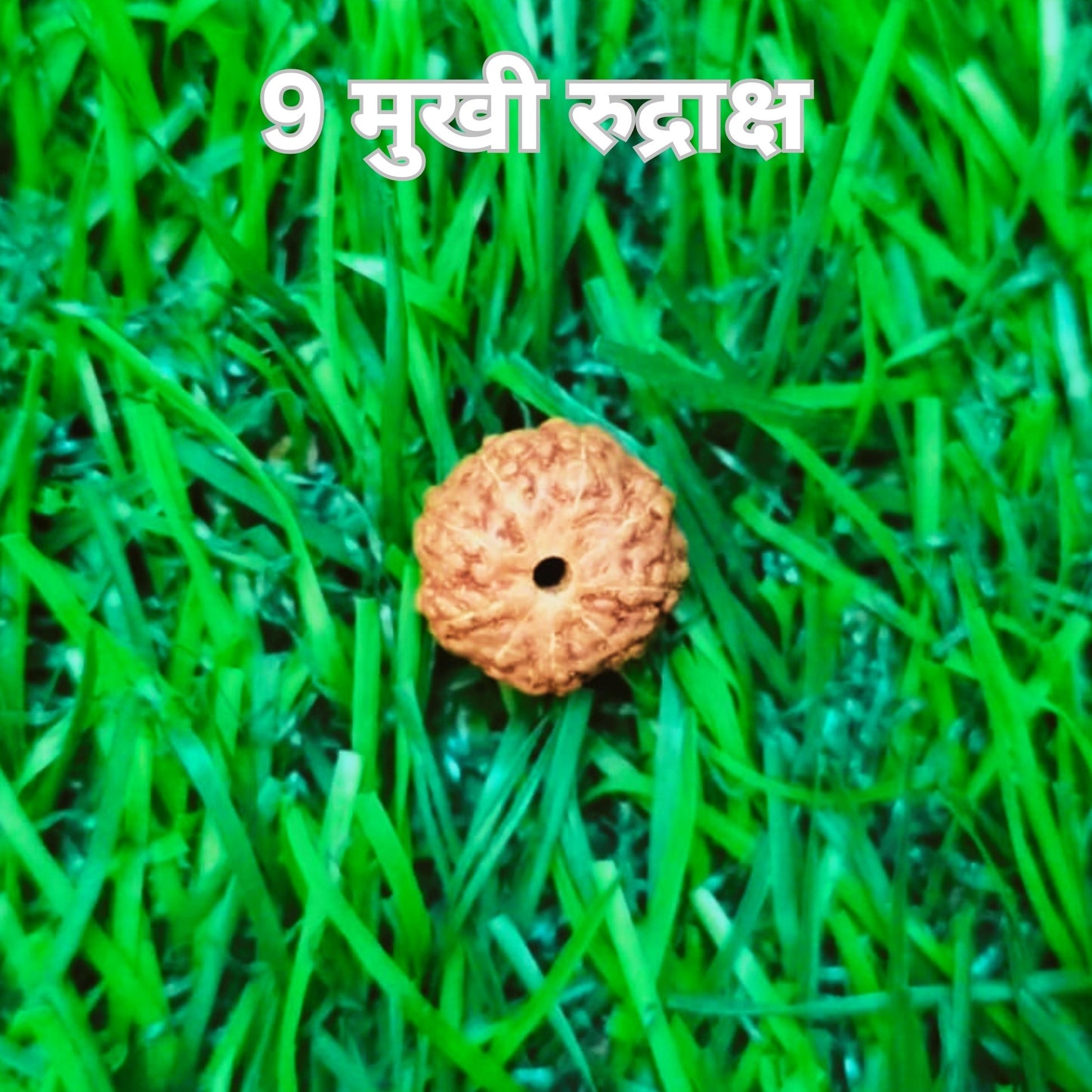 9 Mukhi Rudraksha Original Certified