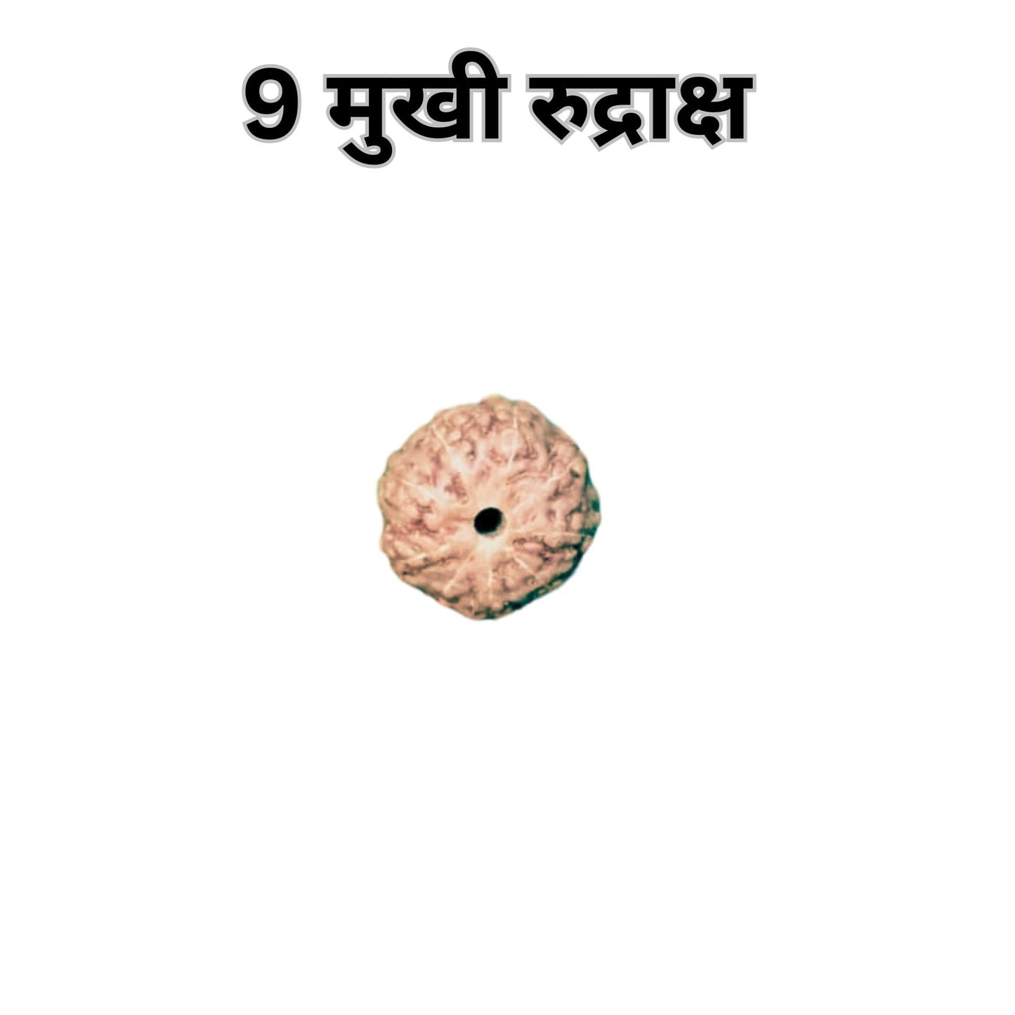 9 Mukhi Rudraksha Original Certified